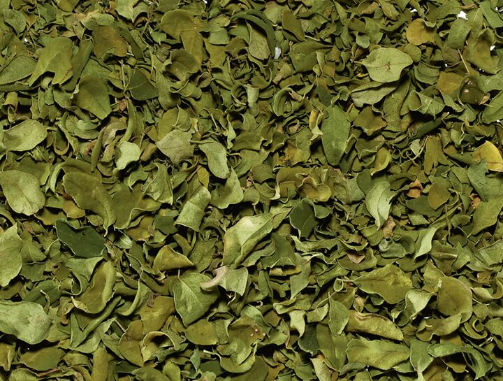 MORINGA OLEIFERA